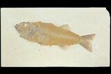 Fossil Fish (Mioplosus) - Uncommon Species #122735-1